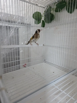 Biete hier Stieglitz, Pärchen in parva von  2025