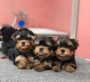 Yorkshire terrier mini welpen