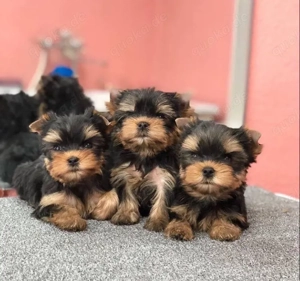 Yorkshire terrier mini welpen