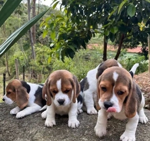 Beagle welpen