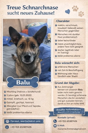 Balu sucht ein neues erfahrenes Zuhause nur Vermittlung, kein Verkauf