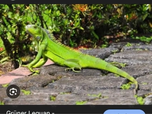 Suche Leguan Iguana 