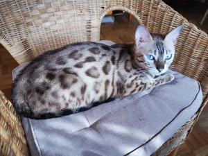 Bengal Kitten mit Stammbam Eltern 10 Tests Kitten Katze Kater 