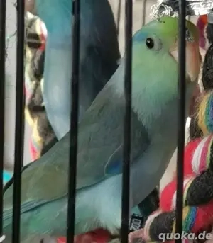  Sperlingspapageien Nachzucht beide Hähne sind beide Brüder Sehr Lebhaft zu Verkaufen.Pro Vogel 40  