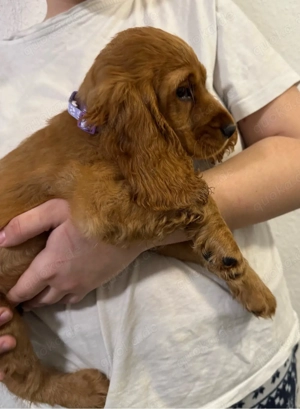Cocker Spaniel Welpen Bild 5