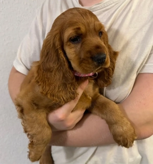 Cocker Spaniel Welpen Bild 2