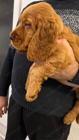 Cocker Spaniel Welpen Bild 6