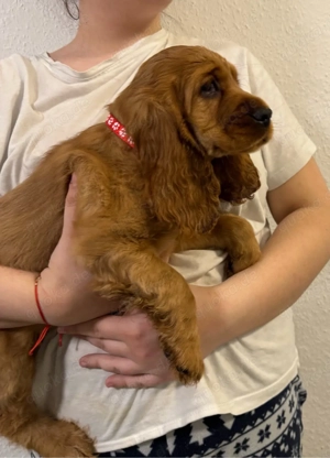 Cocker Spaniel Welpen Bild 3