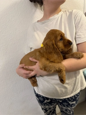 Cocker Spaniel Welpen Bild 4