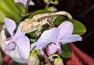 0.1 Pinstripe Kronengecko 