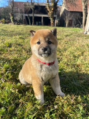 Shiba Inu Welpen