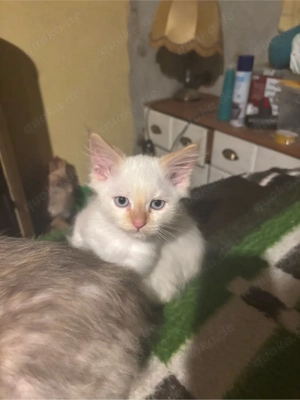 Heilige Birma Kater red point