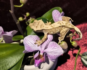 0.1 Yellow Harlequin 