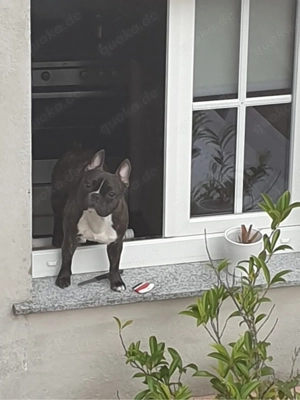 Französische Bulldogge  Rocky  sucht liebevolles Zuhause