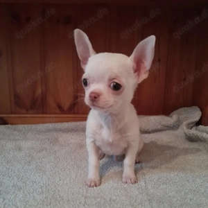 Wunderschöne Chihuahua-Welpen abzugeben 