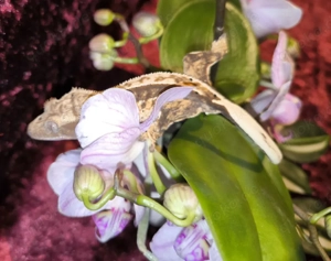 1.0 Red Tricolor Harlequin Kronengecko 