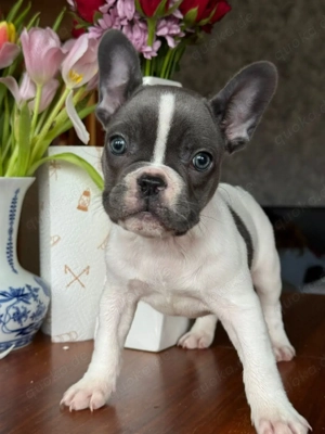 Französische Bulldogge - ein Mädchen