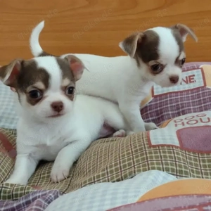 Entzückende Chihuahua-Welpen abzugeben 