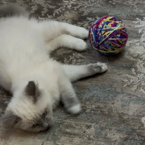 Süßes Ragdoll kitten