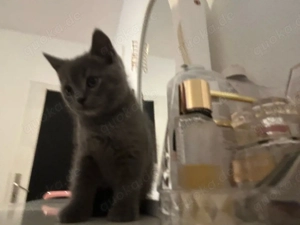 baby katze britisch 