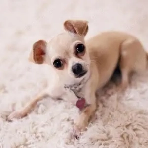 Chihuahua-Welpen suchen ein neues Zuhause. 