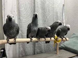 Graupapagei Jungtier Handaufzucht 