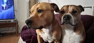 Nala sucht ihr Zuhause 