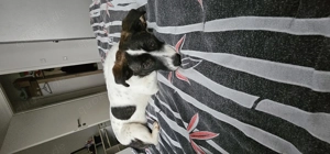 Hunde welpen  8 Monate 