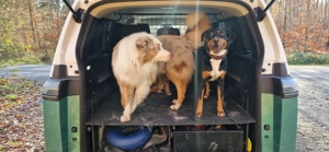 Appenzeller Australian Shepherd Mix Wurfankündigung ende Februar 