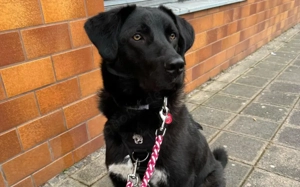 Dante sucht Hundeversteher Bild 2