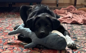 Dante sucht Hundeversteher