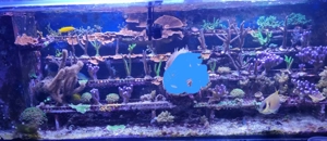 Korallen,Korallenableger, Meerwasser, Aquarium 