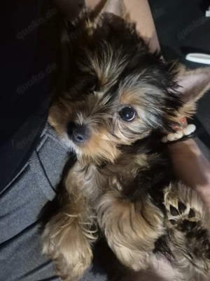 yorkshire terrier Welpen zum verkauf
