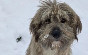 Hast du ein Herz für Apollo?