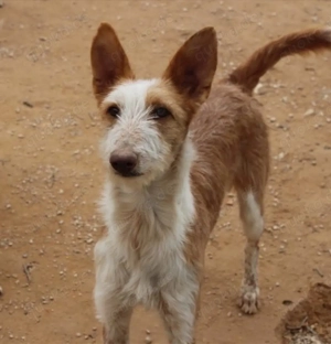 Podenco  Peluso  wächst im Tierheim auf