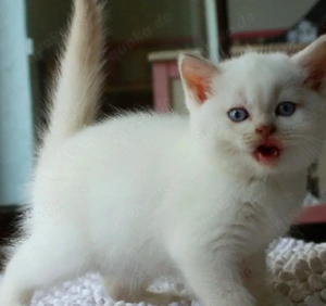 Ich suche dringend ein kleines Kätzchen.