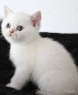 Ich suche dringend ein kleines Kätzchen. Bild 2