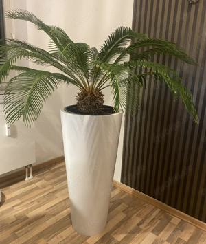 Von Priv. : Sehr schön und hoher  Pflanzentopf & Palme Sagopalme Cycas revoluta Bild 2