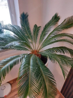 Von Priv. : Sehr schön und hoher  Pflanzentopf & Palme Sagopalme Cycas revoluta Bild 3
