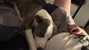 Staffordshire Mix Hündin 