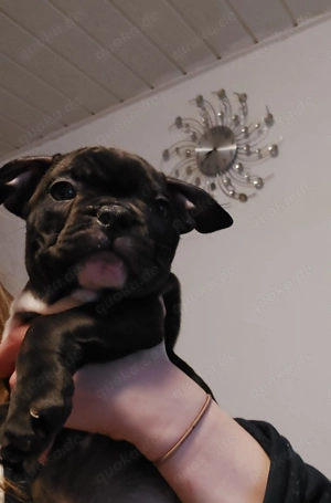 Französische Bulldogge Welpen
