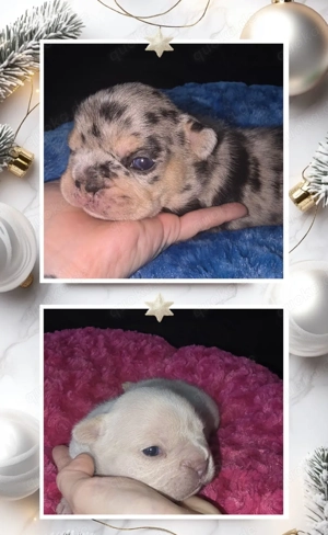 Französische Bulldogge-Welpen mit Ahnentafel in besonderen Farben 