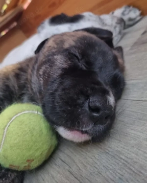 Bernhardiner  x Leonberger Mix Welpen