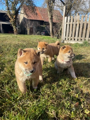 Shiba Inu Welpen