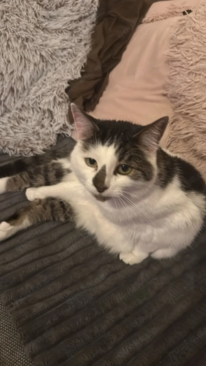 Sammy weiblich und kastriert (Hauskatze)