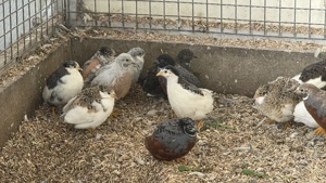 Bruteier von Chinesichen Zwergwachteln Bild 5