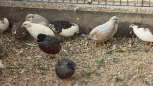 Chinesiche  Zwergwachteln ( Bruteier ) abzugeben