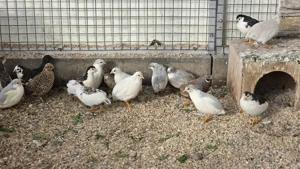 Bruteier von Chinesichen Zwergwachteln