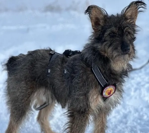 Happy End für Struppi gesucht