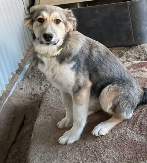 Süsses Welpenmädchen